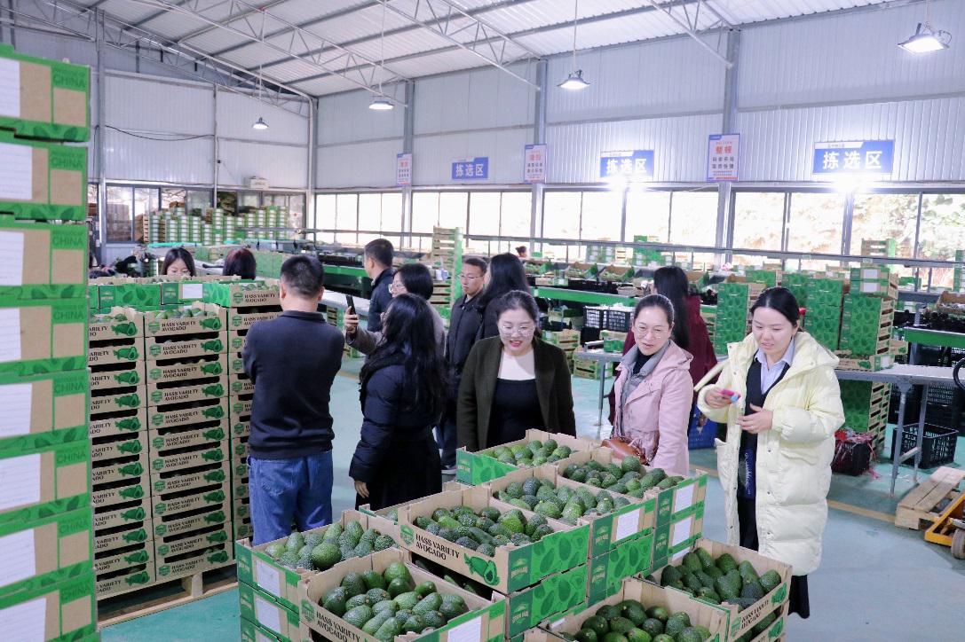 F:\2024.1.14-1.18-澜沧、孟连寒假社会调研\2024.1.14-1.18-澜沧、孟连寒假社会调研-修图\2024.1.18-牛油果基地、边境幸福村允软\IMG_8047(20240118-212559).JPG