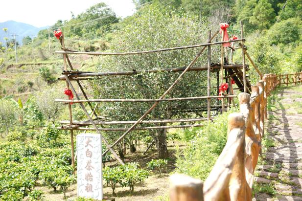 白茶始祖