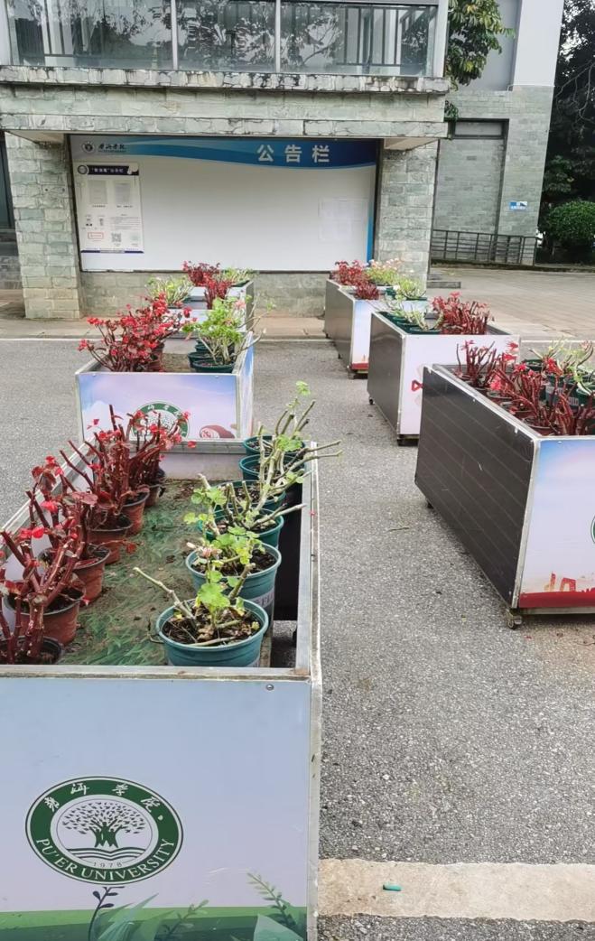 校园鲜花养护9.9