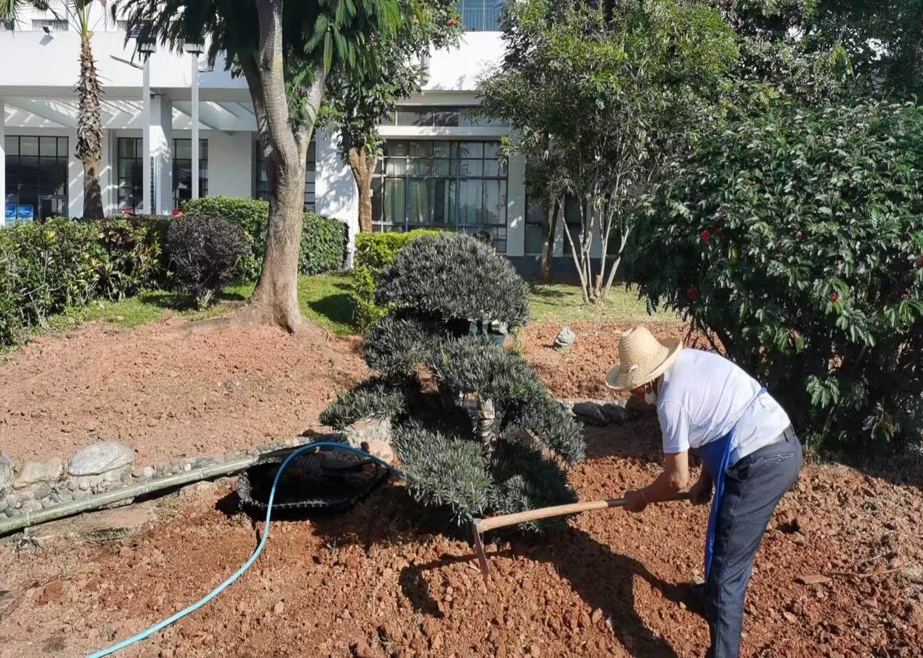 绿化景点提升11.27