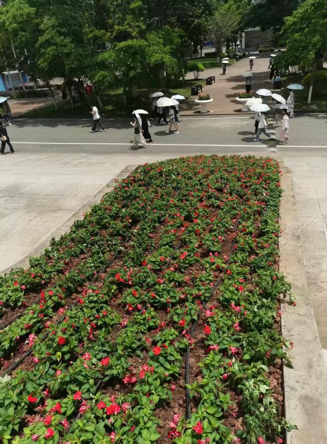 图书馆鲜花种植05